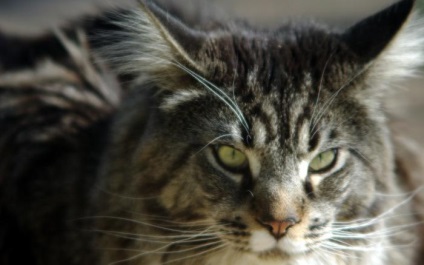 Súly Maine Coon havi (macska macskák macskák hónap) Súly Maine Coon havonta