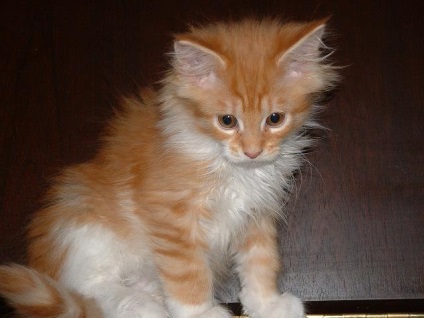Súly Maine Coon hónapra (hónap) Súly Maine Coon havonta