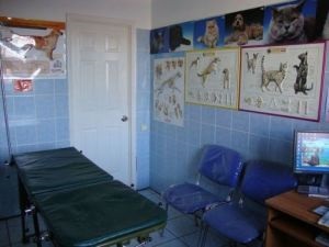 Állatorvosi klinika Petan Omszk (Petan) Állatorvosi klinika Omszk Petan