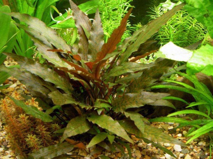 Kiválasztása növények az akvárium