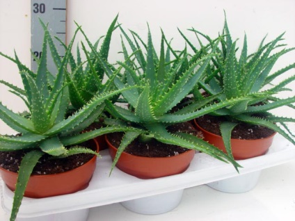 Típusú aloe - fotó és leírás (aloe vera) Típusú aloe - fotó és leírás