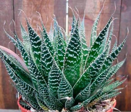 Típusú aloe - fotó és leírás (aloe) Típusú aloe - fotó és leírás