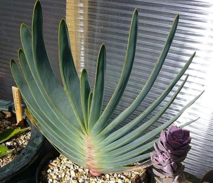 Típusú aloe - fotó és leírás (aloe aristata Aloe) Típusú aloe - fotó és leírás