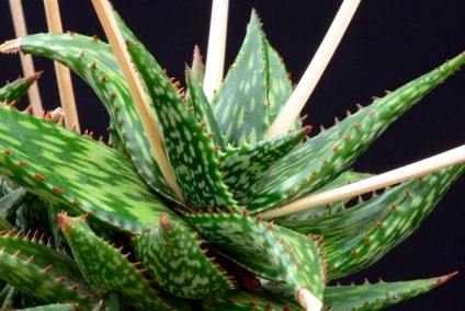 Típusú aloe - fotó és leírás (aloe aristata) Típusú aloe - fotó és leírás