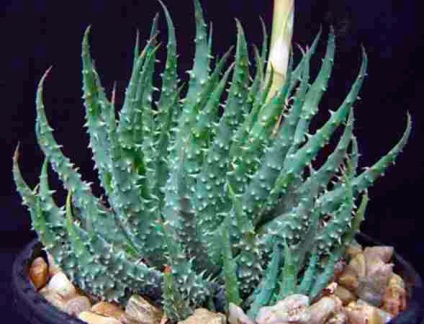Típusú aloe - egy fénykép és egy leírást (fotók) Típusú aloe - fotó és leírás