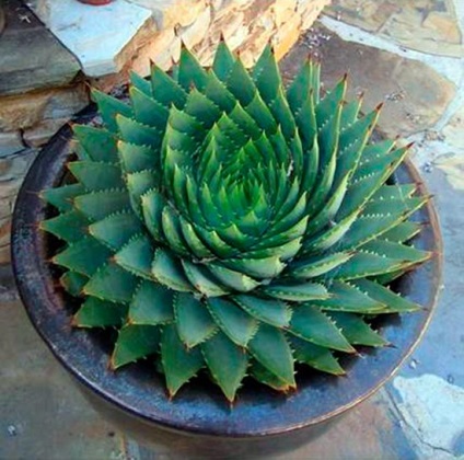 Típusú aloe - fotó és leírás (Aloe faj) Típusú aloe - fotó és leírás