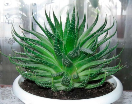 Típusú aloe - fotó és leírás (aloe aristata) Típusú aloe - fotó és leírás
