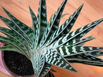 Típusú aloe - egy fénykép és egy leírást (fotók) Típusú aloe - fotó és leírás