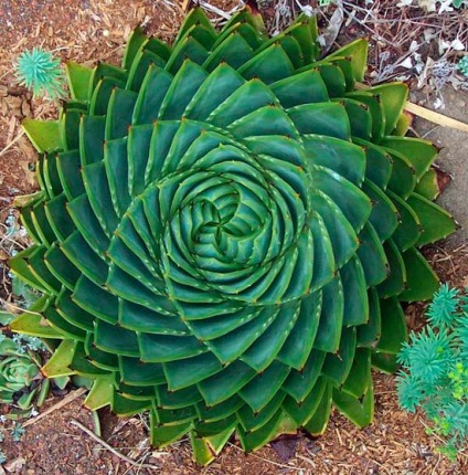 Típusú aloe - fotó és leírás (aloe guggolás) Típusú aloe - fotó és leírás