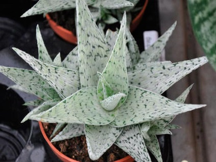 Típusú aloe - egy fénykép és egy leírást (fotók) Típusú aloe - fotó és leírás