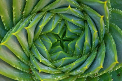 Típusú aloe - fotó és leírás (aloe polyphylla Aloe Polyphylla) Típusú aloe - fotó és leírás