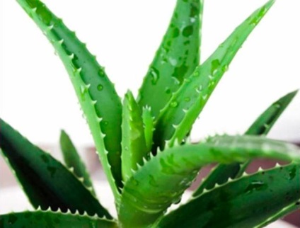 Típusú aloe - fotó és leírás (aloe polyphylla Aloe Polyphylla) Típusú aloe - fotó és leírás