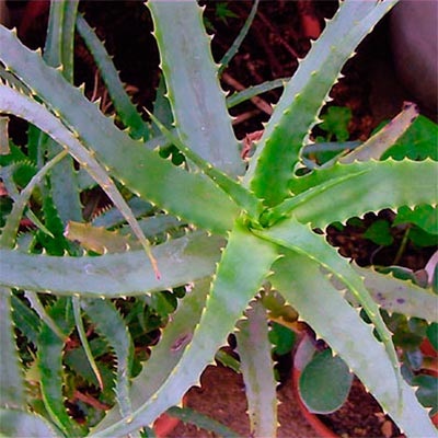 Típusú aloe - fotó és leírás (aloe vera) Típusú aloe - fotó és leírás