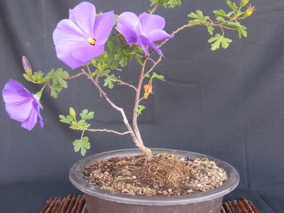 Féle beltéri és kerti bonsai - a képen a virágok és növények, fák (kert) Féle beltéri és kerti bonsai - a képen a virágok és növények, fák