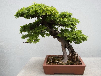 Féle beltéri és kerti bonsai - a képen a virágok és növények, fák (virág) Féle beltéri és kerti bonsai - a képen a virágok és növények, fák