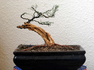 Féle beltéri és kerti bonsai - a képen a virágok és növények, fák