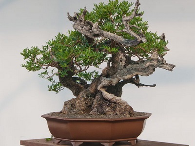 Féle beltéri és kerti bonsai - a képen a virágok és növények, fák (virág) Féle beltéri és kerti bonsai - a képen a virágok és növények, fák