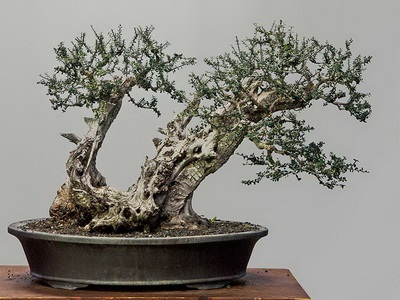 Féle beltéri és kerti bonsai - a képen a virágok és növények, fák (fotó) Féle beltéri és kerti bonsai - a képen a virágok és növények, fák