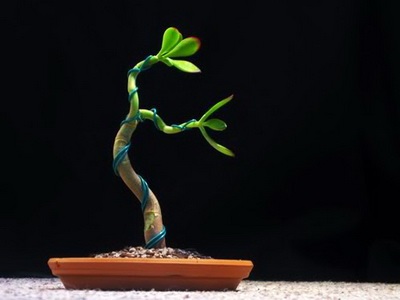 Féle beltéri és kerti bonsai - a képen a virágok és növények, fák (fotó) Féle beltéri és kerti bonsai - a képen a virágok és növények, fák