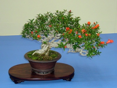 Féle beltéri és kerti bonsai - a képen a virágok és növények, fák (virág) Féle beltéri és kerti bonsai - a képen a virágok és növények, fák