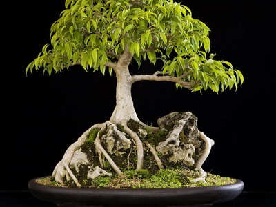 Féle beltéri és kerti bonsai - a képen a virágok és növények, fák (növények) Féle beltéri és kerti bonsai - a képen a virágok és növények, fák