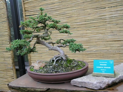 Féle beltéri és kerti bonsai - a képen a virágok és növények, fák (növények) Féle beltéri és kerti bonsai - a képen a virágok és növények, fák