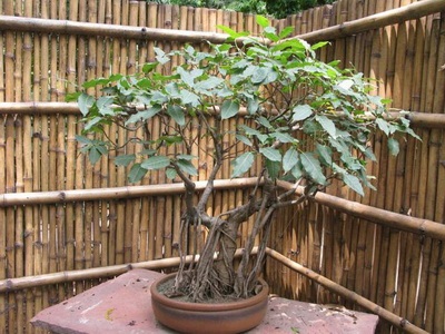 Féle beltéri és kerti bonsai - a képen a virágok és növények, fák (bonsai) Féle beltéri és kerti bonsai - a képen a virágok és növények, fák