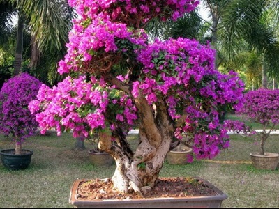 Féle beltéri és kerti bonsai - a képen a virágok és növények, fák