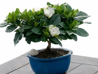 Féle beltéri és kerti bonsai - a képen a virágok és növények, fák (virág) Féle beltéri és kerti bonsai - a képen a virágok és növények, fák