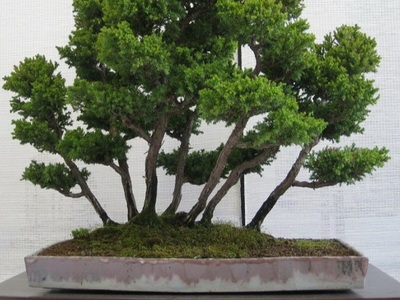 Féle beltéri és kerti bonsai - a képen a virágok és növények, fák