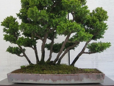 Féle beltéri és kerti bonsai - a képen a virágok és növények, fák (virág) Féle beltéri és kerti bonsai - a képen a virágok és növények, fák