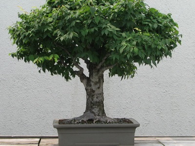 Féle beltéri és kerti bonsai - a képen a virágok és növények, fák (fotó) Féle beltéri és kerti bonsai - a képen a virágok és növények, fák