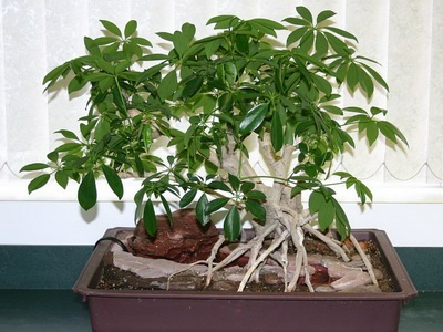 Féle beltéri és kerti bonsai - a képen a virágok és növények, fák (faj) Féle beltéri és kerti bonsai - a képen a virágok és növények, fák