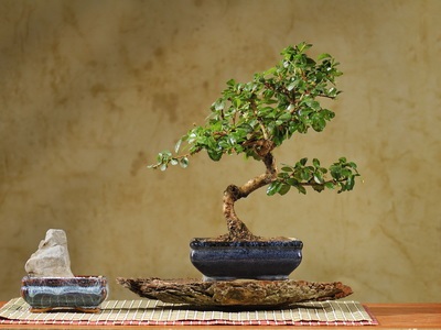 Féle beltéri és kerti bonsai - a képen a virágok és növények, fák (kert) Féle beltéri és kerti bonsai - a képen a virágok és növények, fák