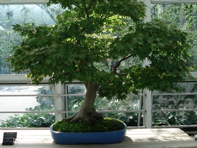 Féle beltéri és kerti bonsai - a képen a virágok és növények, fák (bonsai) Féle beltéri és kerti bonsai - a képen a virágok és növények, fák