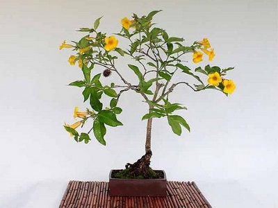 Féle beltéri és kerti bonsai - a képen a virágok és növények, fák (bonsai) Féle beltéri és kerti bonsai - a képen a virágok és növények, fák