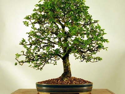 Féle beltéri és kerti bonsai - a képen a virágok és növények, fák (virág) Féle beltéri és kerti bonsai - a képen a virágok és növények, fák