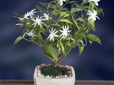 Féle beltéri és kerti bonsai - a képen a virágok és növények, fák (virág) Féle beltéri és kerti bonsai - a képen a virágok és növények, fák
