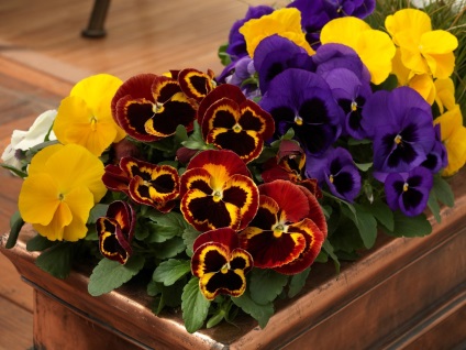 Viola fajták és fajok virág a házban