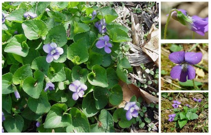 Viola fajták és fajok virág a házban