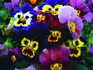 Viola Wittrock fényképet virágok, különösen a termesztés, ültetés magvak és gondozás