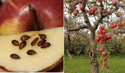 Вирощуємо яблуню з насіння - новини спектр