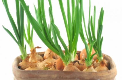 Grow zöldhagymát az ablakpárkányon rövid távon - belsőépítészet - belső, a ház, feng shui (zöld hagyma otthon) Grow zöldhagymát az ablakpárkányon rövid távon - belsőépítészet - belső, a ház, a feng shui