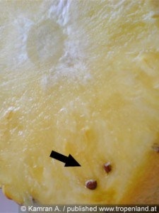 Termesztése ananász és a banán az üvegházakban - első rész - különösen ananász gazdálkodási gyakorlat