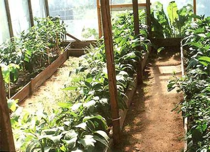 Termesztése ananász és a banán az üvegházakban - első rész - különösen ananász gazdálkodási gyakorlat
