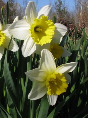 Növekvő nárciszok tavasszal, dachasadovnika