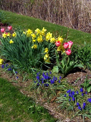 Növekvő nárciszok tavasszal, dachasadovnika