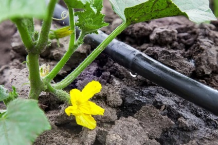 Uborka termesztése egy rácsos, és rácsos fajta háló telepítési módszereket és rendszereket