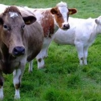 Szarvasmarhanevelésre (szüksége rendes munkaidőre Vitia) szarvasmarhanevelésre