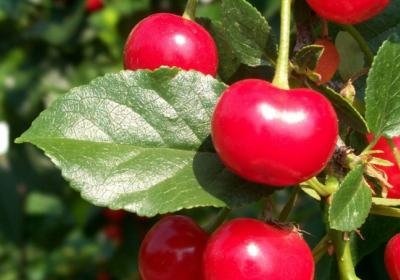 Cherry, hasznos tulajdonság és ellenjavallatok